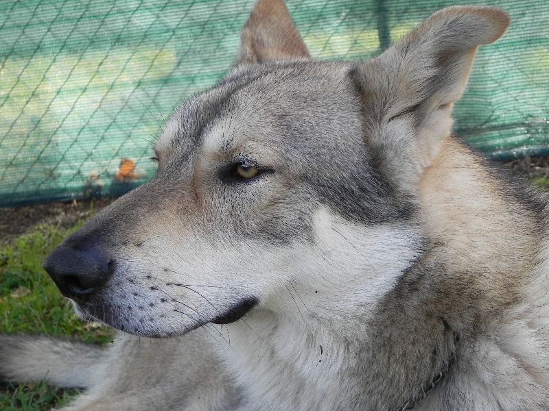 Greywolf-graal quest de la compagnie du loup gris