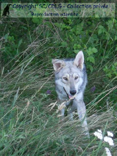 Hohkönigsburg de la compagnie du loup gris