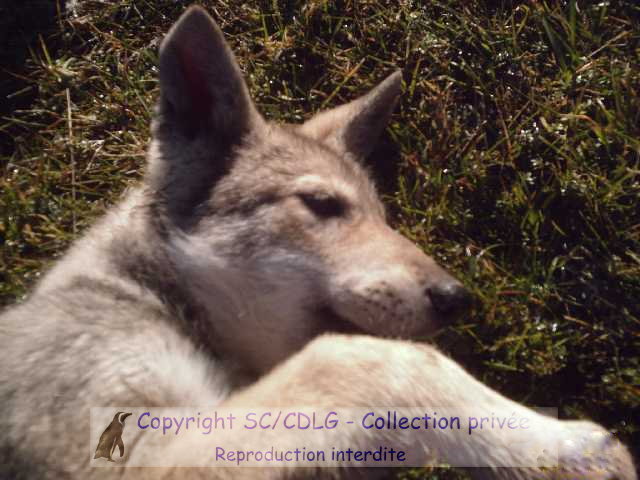 CH. Caledonian-scottia de la compagnie du loup gris