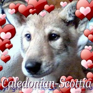 CH. Caledonian-scottia de la compagnie du loup gris