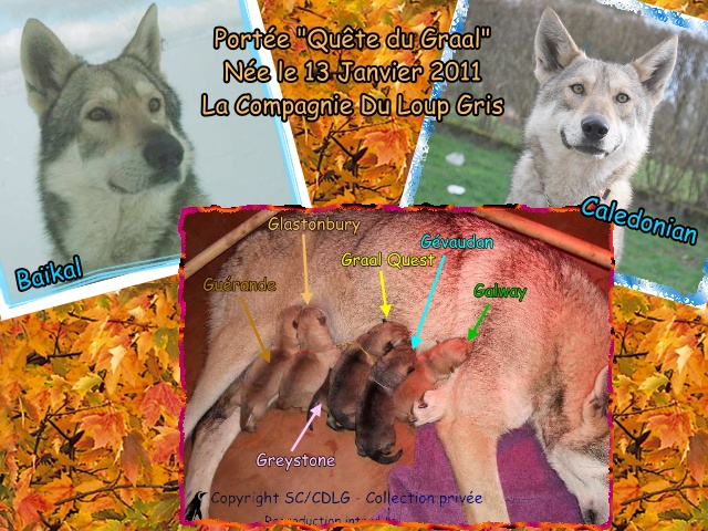 de la compagnie du loup gris - Chien-loup de Saarloos - Portée née le 13/01/2011