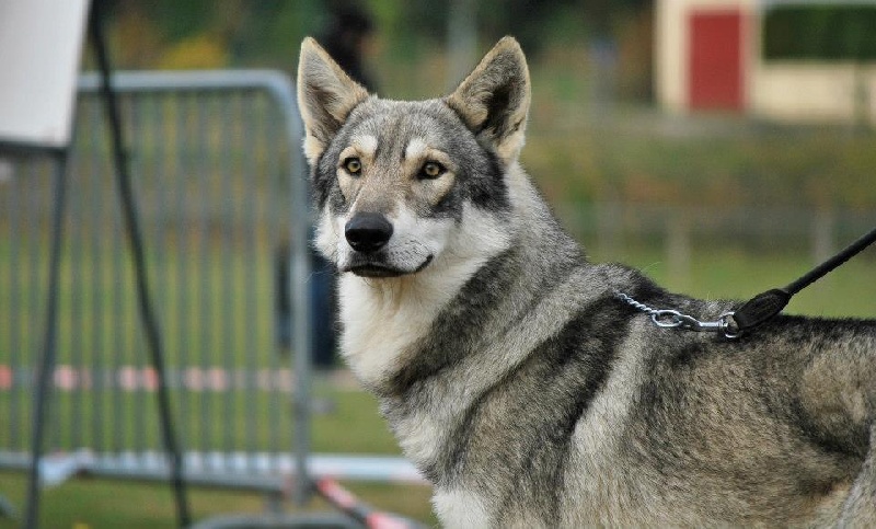 Greywolf-gévaudan de la compagnie du loup gris