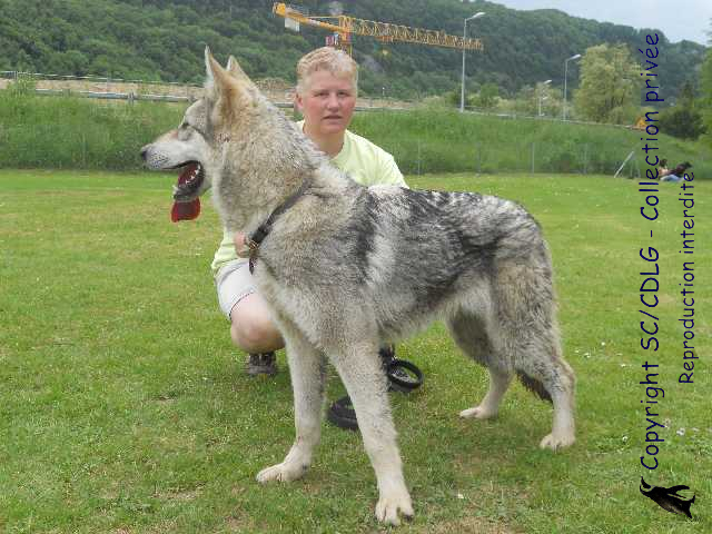 CH. Hermine-breizh de la compagnie du loup gris