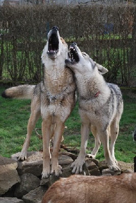 de la compagnie du loup gris - EXPOSITIONS 2010