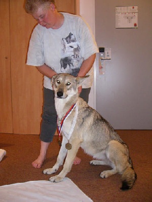 de la compagnie du loup gris - WORLD DOG SHOW 2009