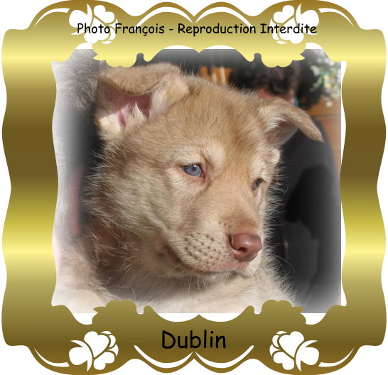 Dublin de la compagnie du loup gris